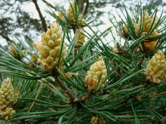 Infusione di pino